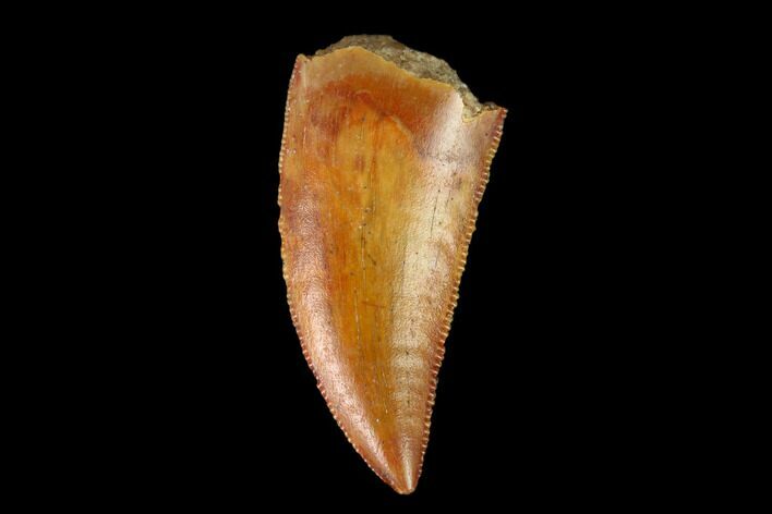 Serrated, Raptor Tooth - Real Dinosaur Tooth #149072